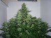 early skunk 39 days flower 012.jpg