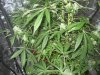 day 52 flowering 004.jpg