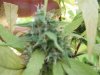 46 days flower 022.jpg