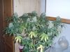 46 days flower 013.jpg