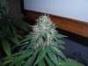 46 days flower 011.jpg