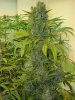 TrainXSweettooth64DaysFlower2_7_04.jpg