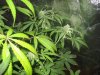 day 52 flowering 003.jpg