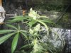 day 52 flowering 006.jpg