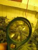 week 3 flowering 004.jpg