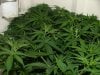 TGA grow009.jpg