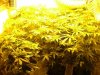 TGA grow006.jpg