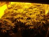 TGA grow007.jpg