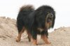 Tibetan-Mastiff.jpg