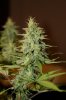 Day 32 of flower 16 of veg 016.jpg