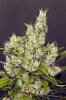 Weird Phenotype of Stringy Bud Development Bud#2.jpg