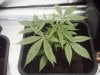 Arjan's Ultra Haze #1 Plant number two Oct 13.jpg