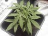 Arjan's Ultra Haze #1 Plant number one Oct 13.jpg