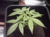 Arjan's Ultra Haze #1 Plant number four Oct 13.jpg