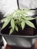 Arjan's Ultra Haze #1 Plant number two Oct 13 (2).jpg