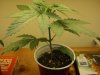 plant progress 004.jpg