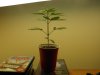 plant progress 007.jpg