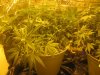 Day 61 - Plant 1.jpg