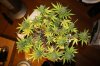 Day 35 of flower 20 of veg 032.jpg