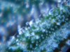 Trichomes 1.jpg