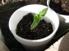 twisted seedling.2.jpg