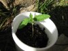 twisted seedling.4.jpg