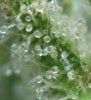 COs1_trichs_D64_007.jpg