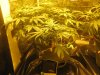 Day 64 - Plant 1.jpg