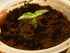 also started on the 1-10-10 sprouted same time.jpg