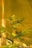 BigBuddah flowering week 3.jpg