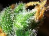 Cannabis_female_flowers_close-up.jpg