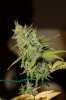 Day 40 of flower 25 of veg 005.jpg