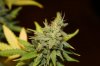 Day 40 of flower 25 of veg 048.jpg