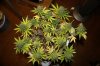 Day 40 of flower 25 of veg 034.jpg