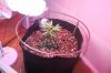 Day 40 of flower 25 of veg 022.jpg