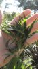 DSC01226.jpg