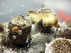 miscnshrooms 055.jpg