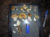 miscnshrooms 062.jpg