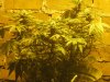 Day 70 - Plant 1.jpg