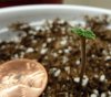 topped seedling.jpg