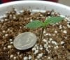 seedling 3.jpg