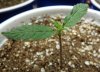 seedling topped5.jpg