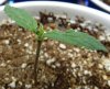 topped seedling 4.jpg