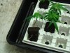 rooted clones (1).JPG