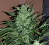 10-28-2010 bud4.jpg