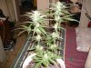 5f weeks old from seed N L 004.jpg