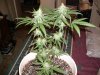 5f weeks old from seed N L 006.jpg