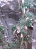 103 raven buds.jpg