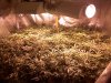 Strawberry Cough and Platinum Bubba Harvest 101.jpg