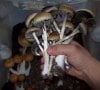 Shrooms.jpg